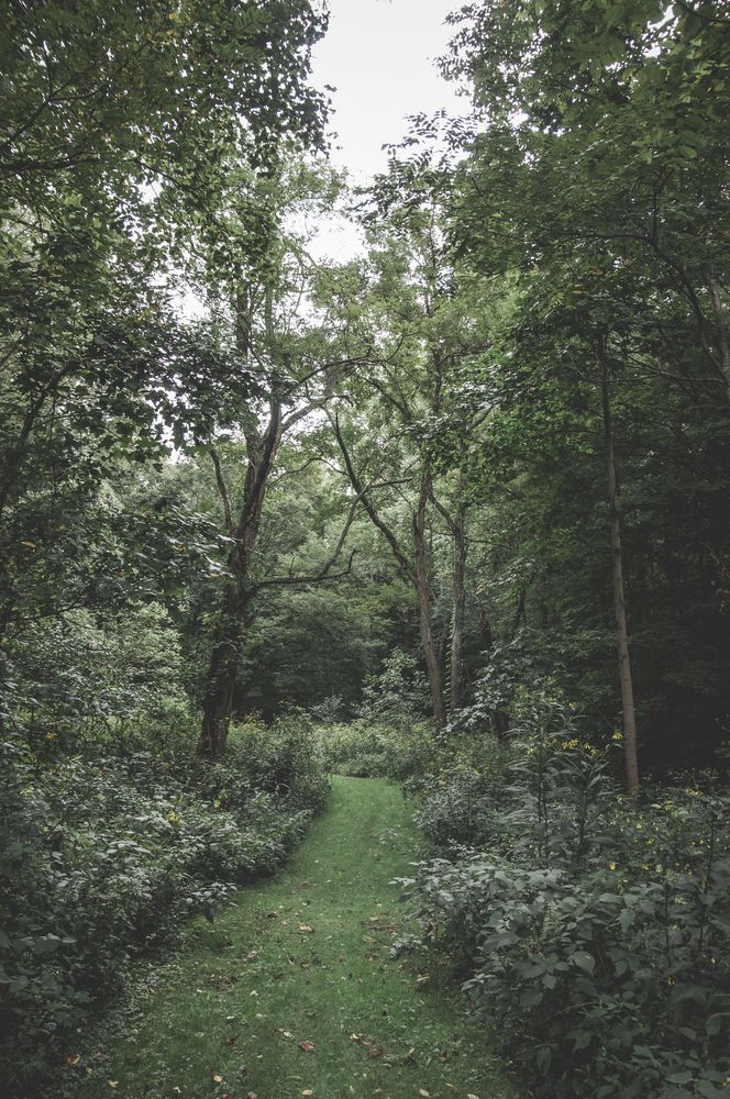 Grassy pathway at Boch Hollow State Nature Preserve
