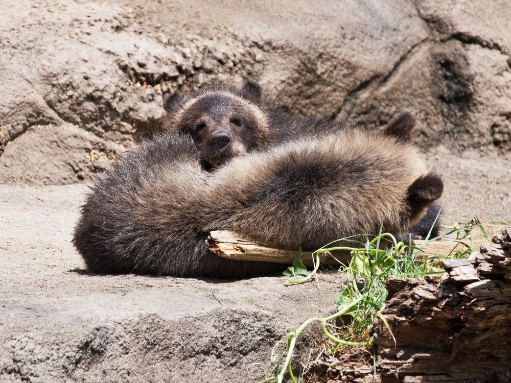 A grizzly bear cub at Cleveland Metroparks Zoo