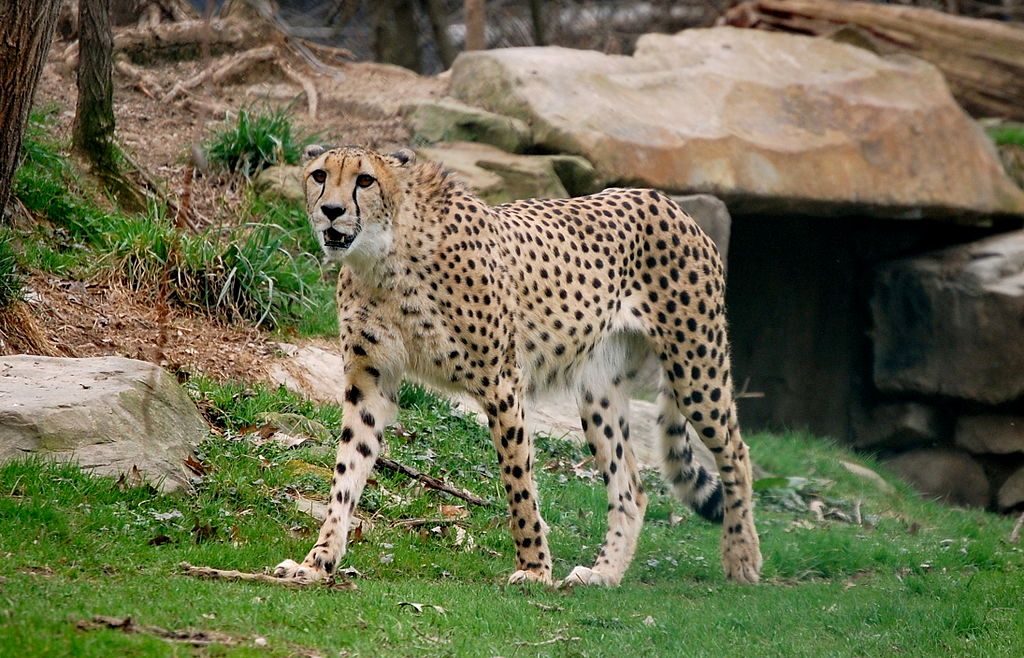 A cheetah at Cleveland Metroparks Zoo