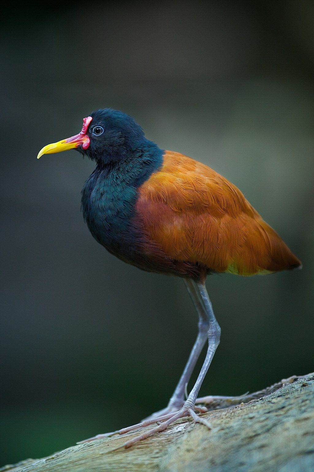 A bird at Cleveland Metroparks Zoo