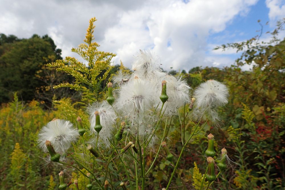 Plants in Long Point Trail