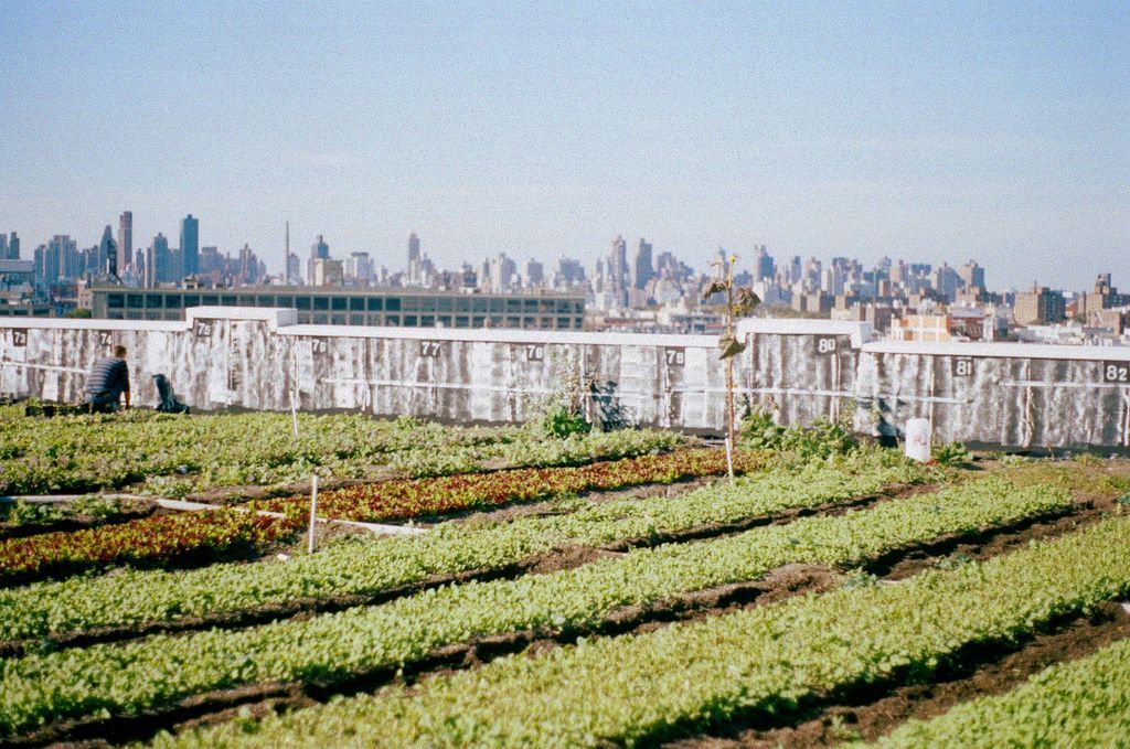 Aerial view of the brooklyn grange rooftop crops.
