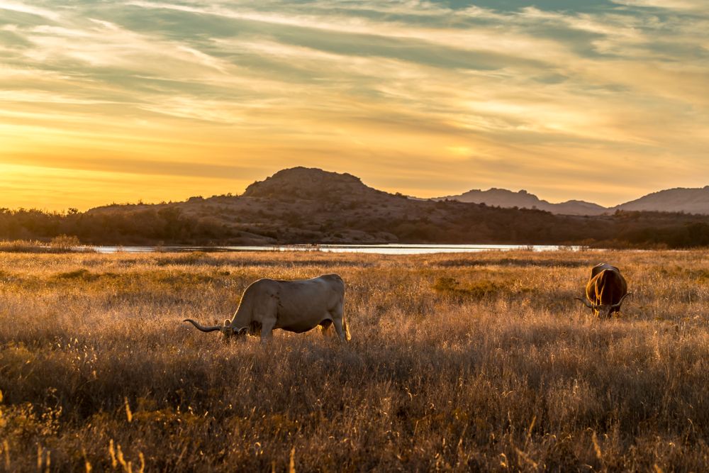 A Texas longhorn grazing the open field during golden hour.