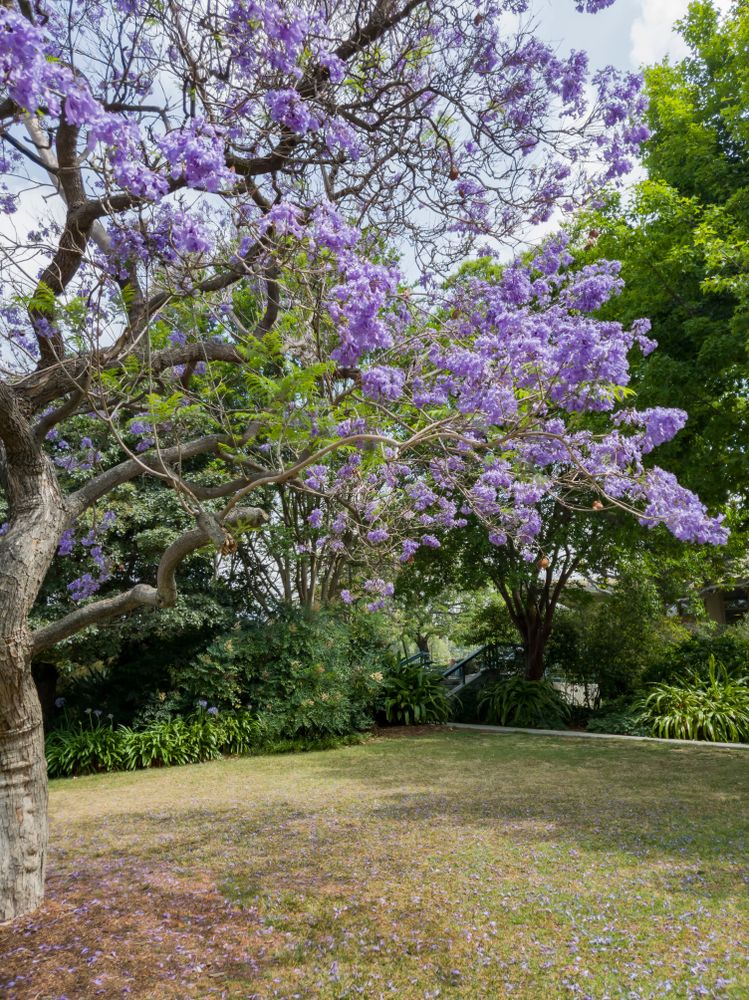 View of Los Angeles County Arboretum and Botanical Garden