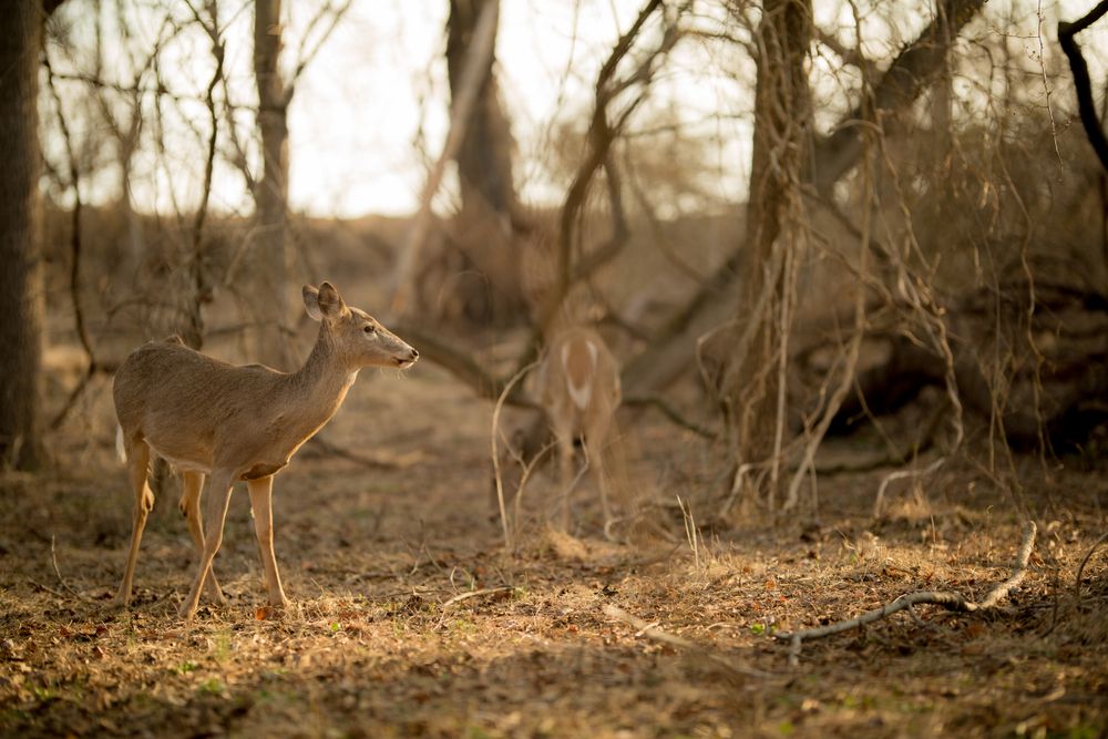 A deer at Playwicki Park