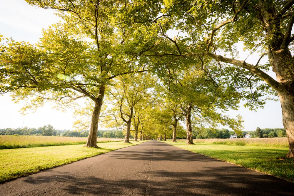 Road lined with trees at Tyler State Park