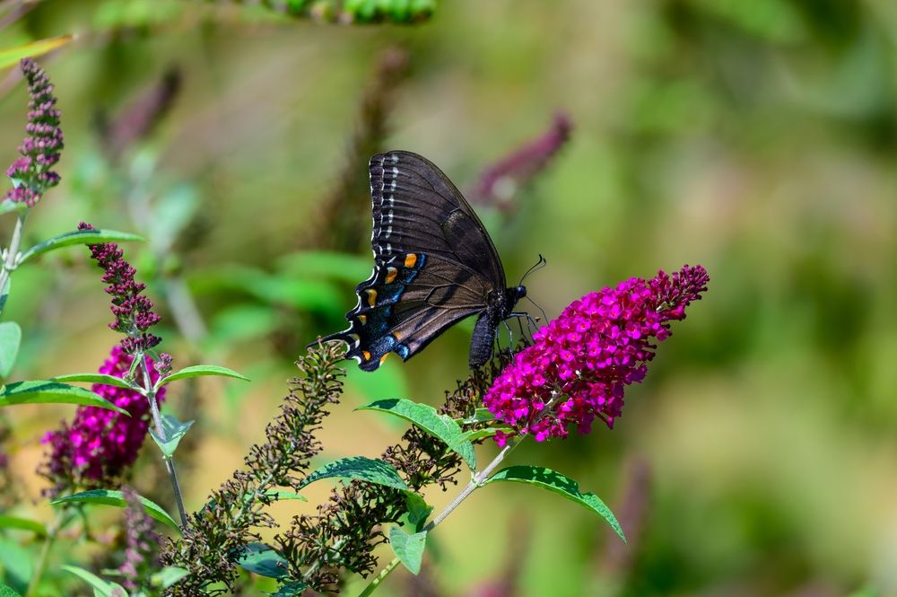 A beautiful butterfly in the Orchard At Altapass