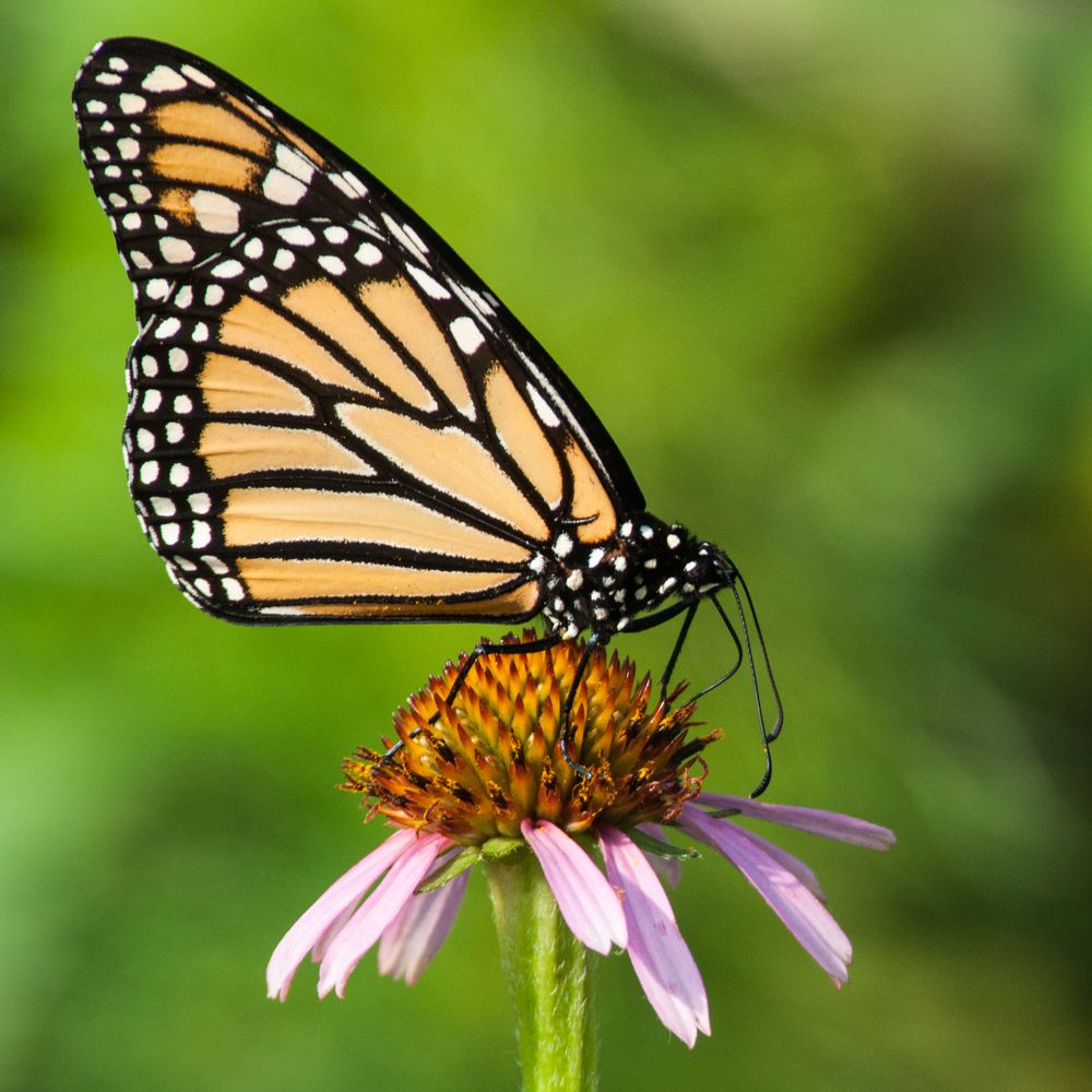 Butterfly on a flower at LLELA Nature Preserve