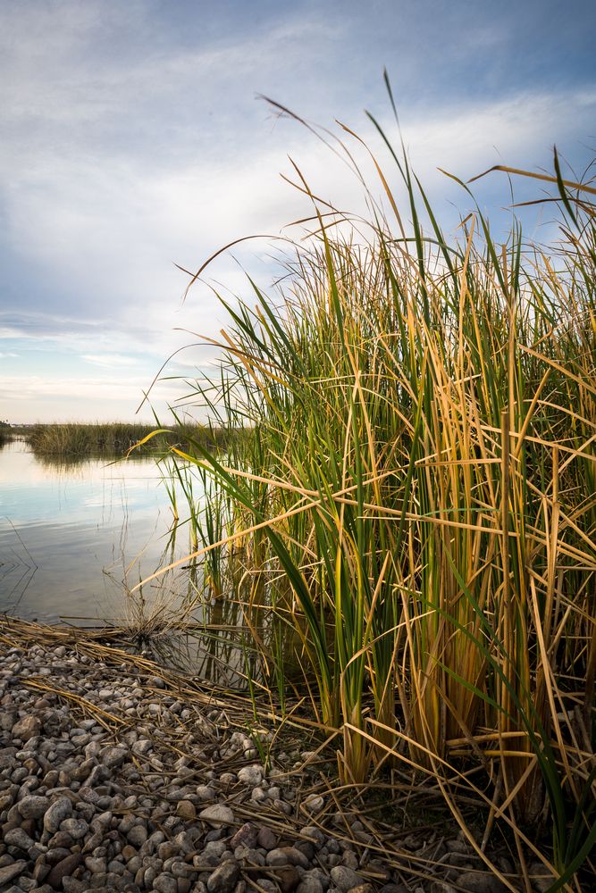Reed at the Lake Casa Blanca International State Park