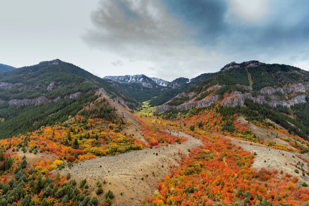 Fall trees at Logan Peak