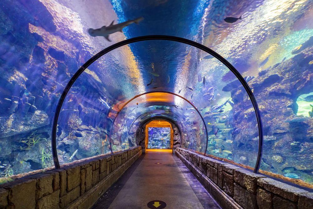 Aquarium tunnel in Shark Reef Aquarium