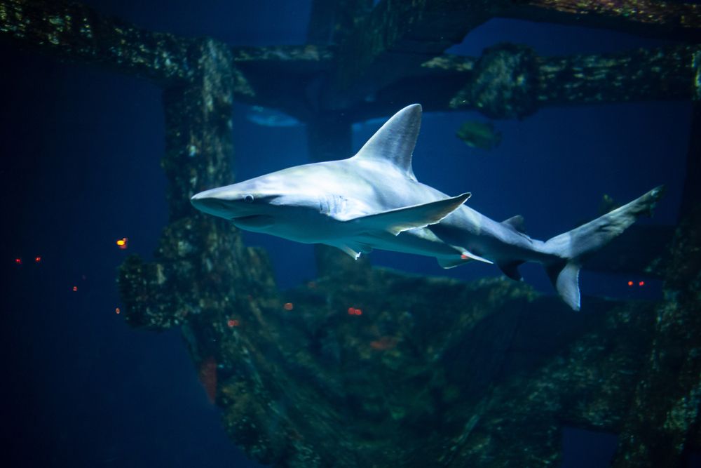 A shark in Shark Reef Aquarium