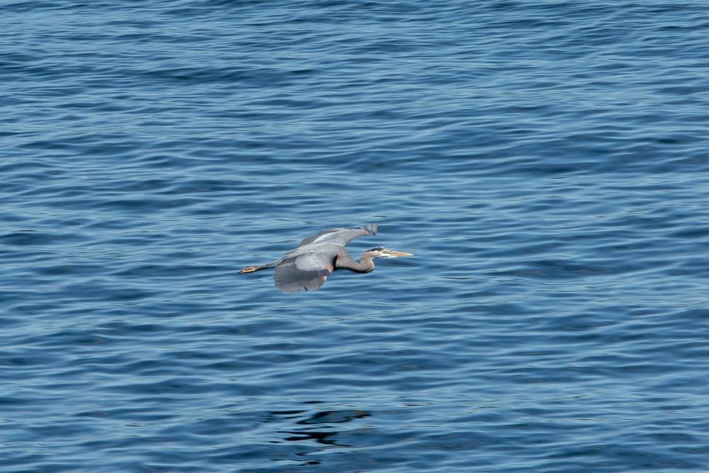 A bird flying over American Lake