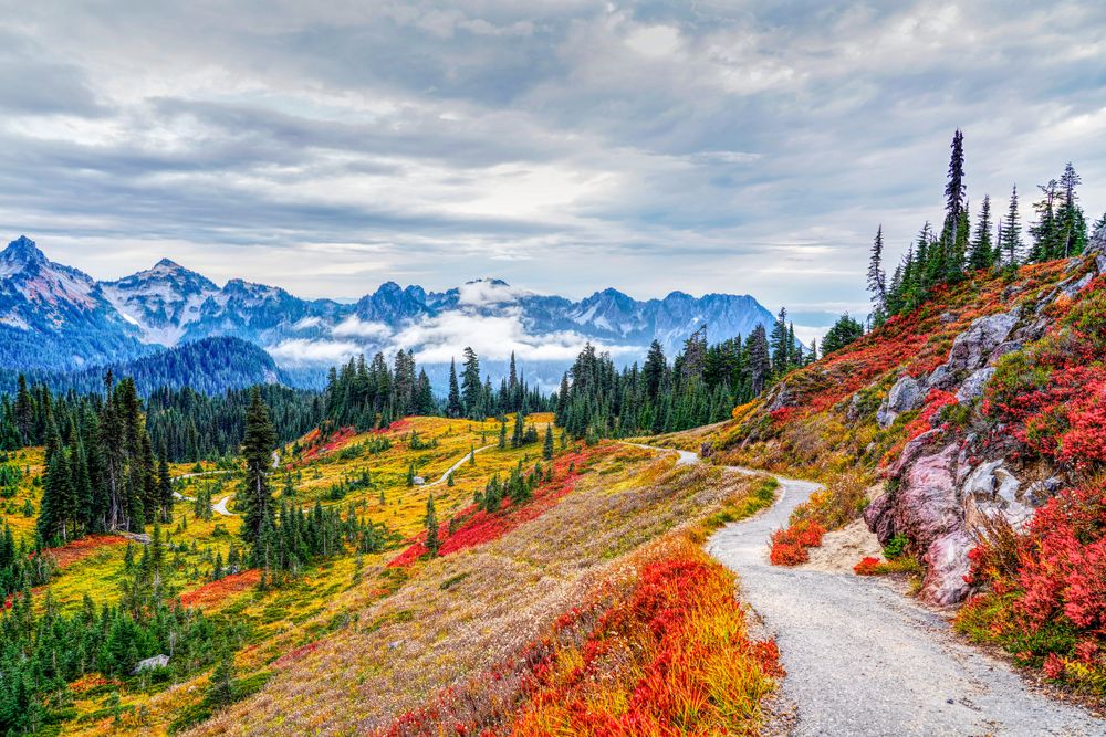 Trail lined with flowers at Mt. Rainier National Park