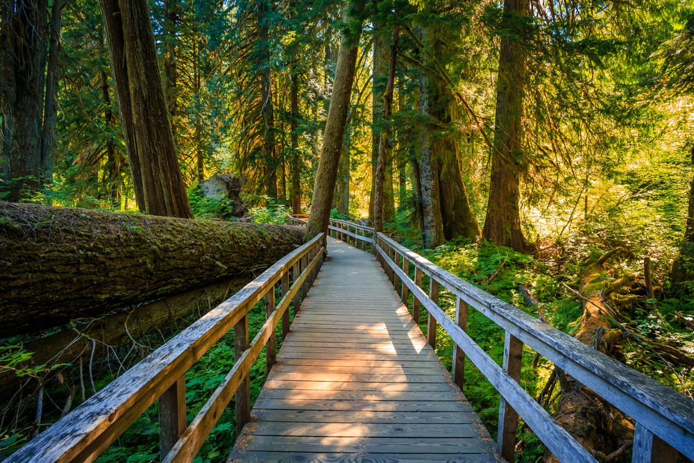Suspension bridge at Mt. Rainier National Park