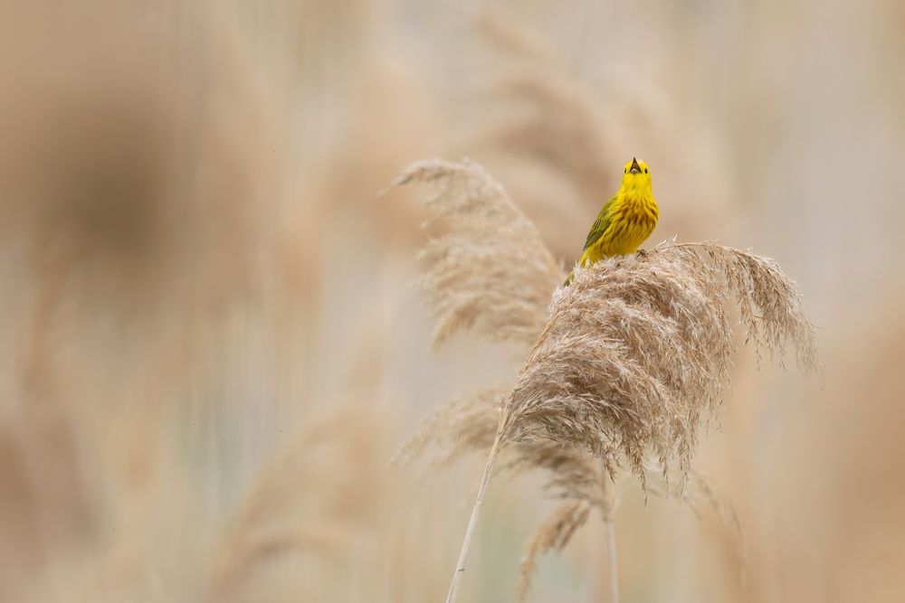 A yellow bird at East Harbor State Park.
