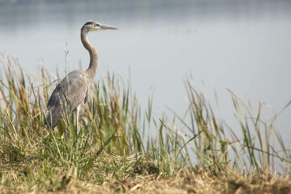 View of a Bird in Magnolia Park