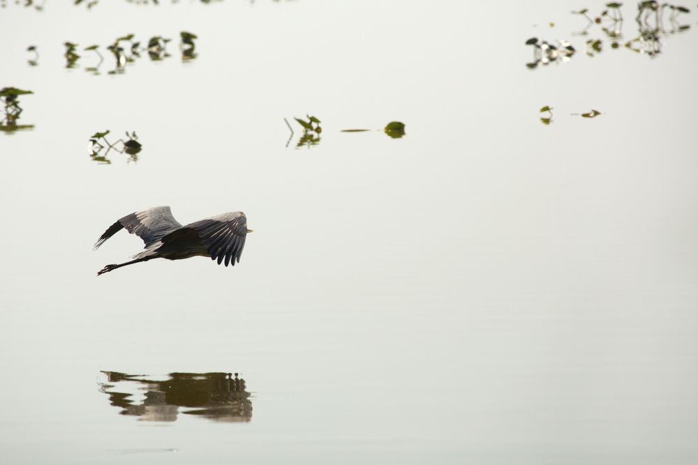 View of a Bird in Magnolia Park