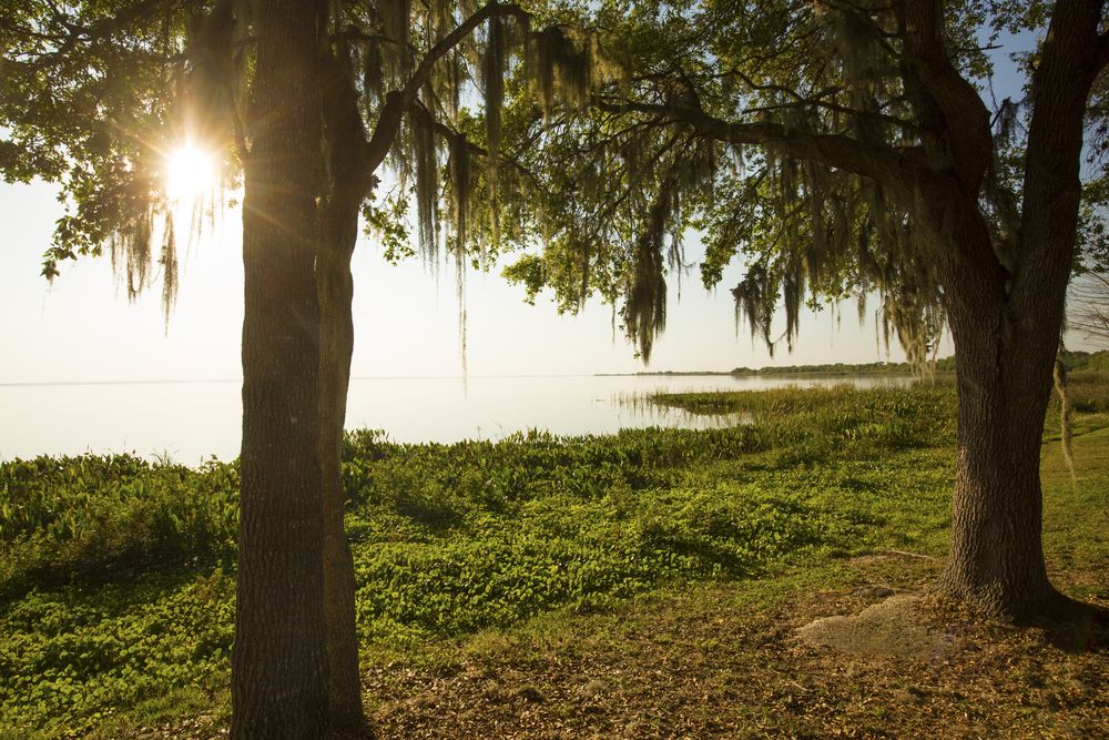 View of Magnolia Park