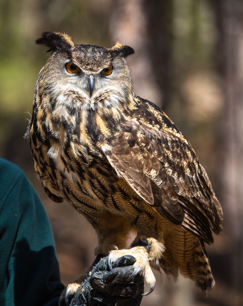 Owl at Carolina Raptor Center