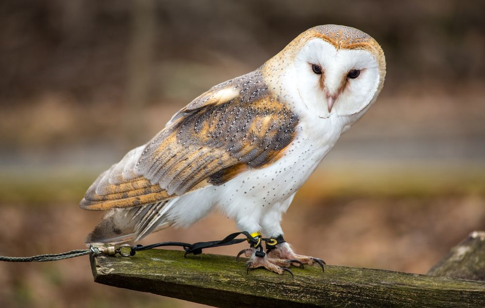 Owl at Carolina Raptor Center