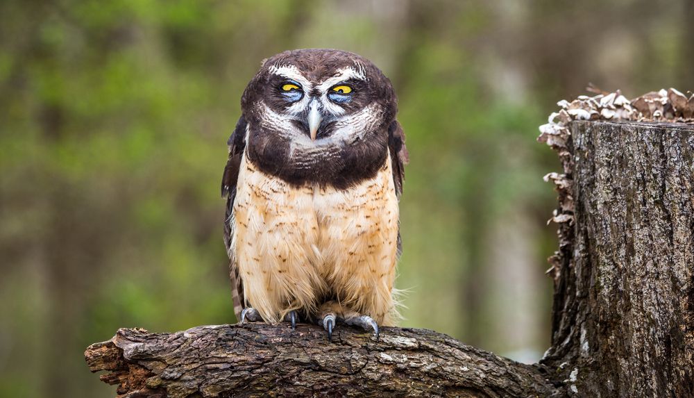 Owl at Carolina Raptor Center