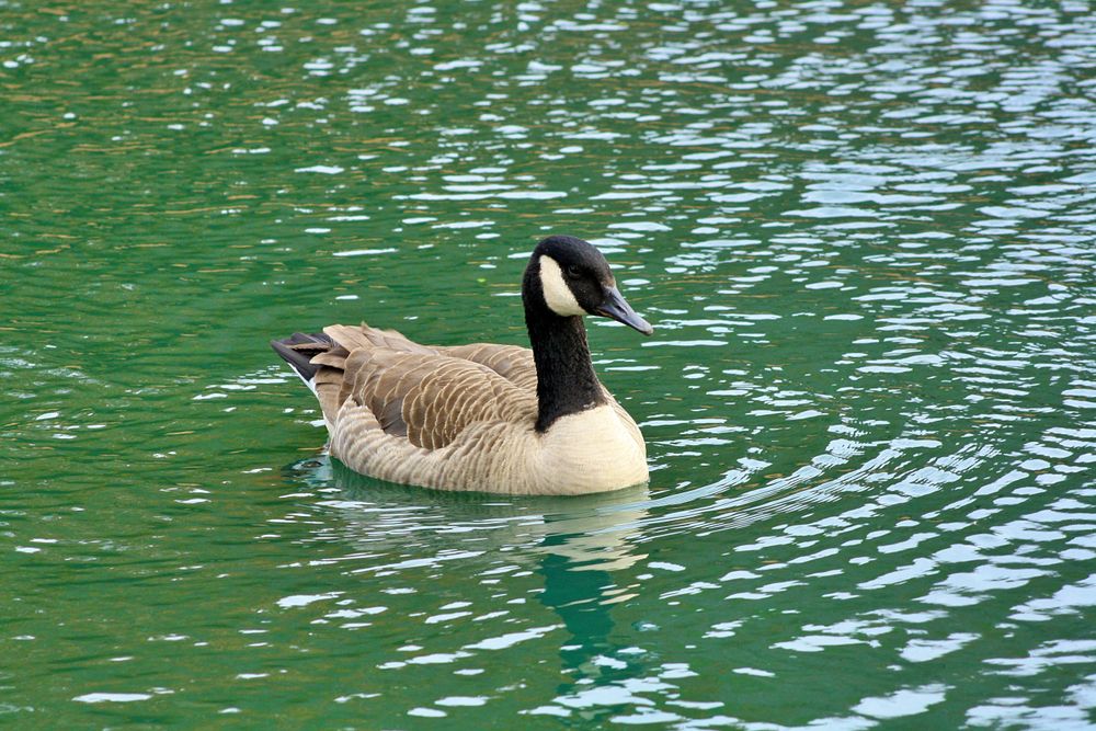 Goose on the waters of Dublin Park