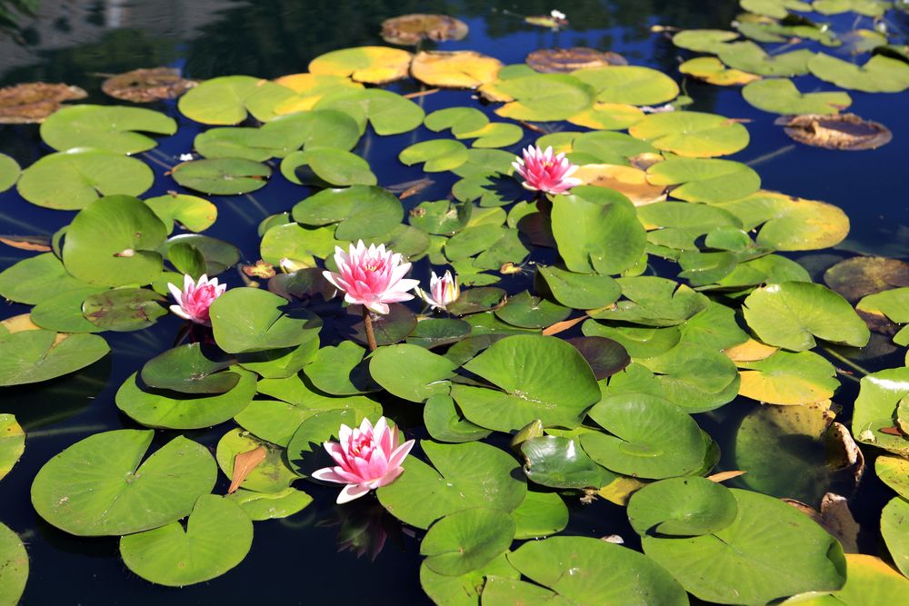 Lily pads on Huntsville Botanical Garden's pond