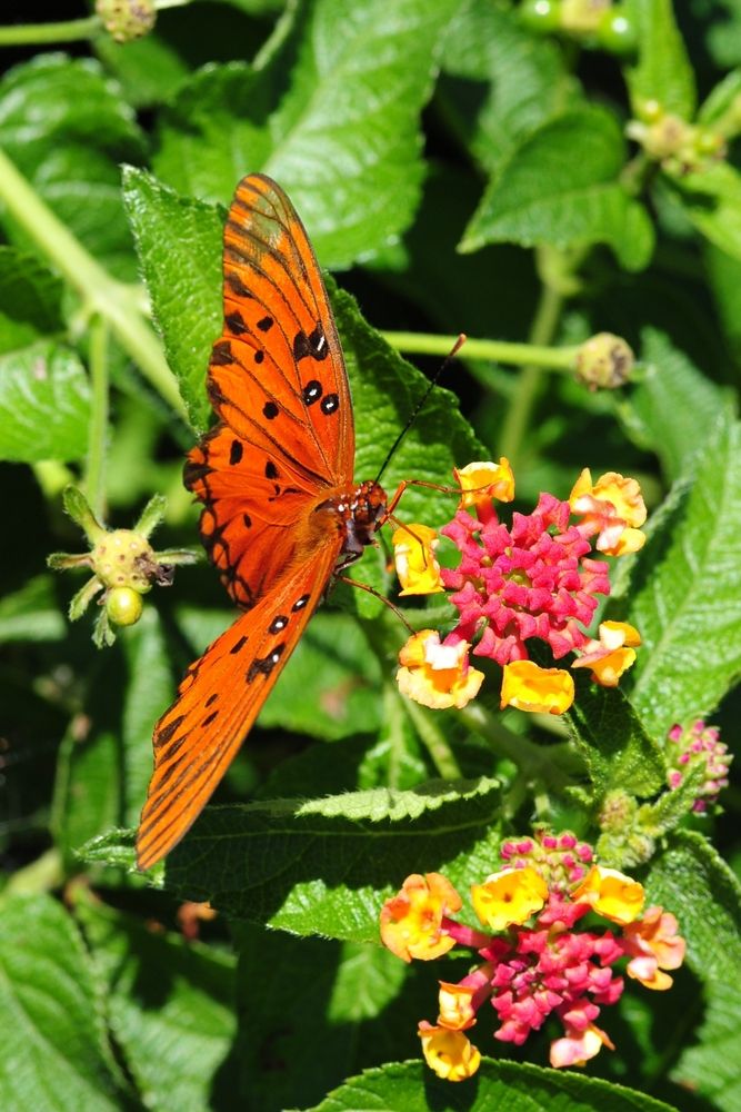 Butterfly on a flower at Huntsville Botanical Garden
