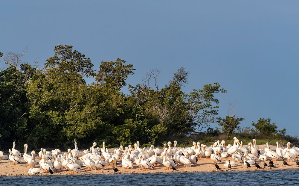 Flock of white pelicans in Ten Thousand Islands National Wildlife Refuge
