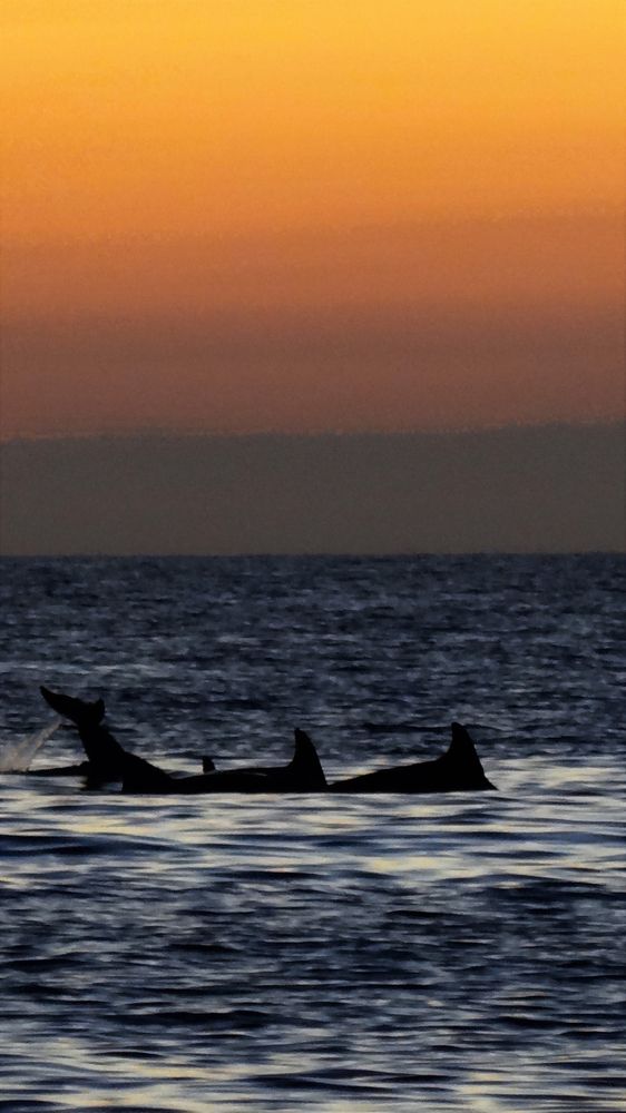 Silhouette of a dolphin on marco island waters during a sunset