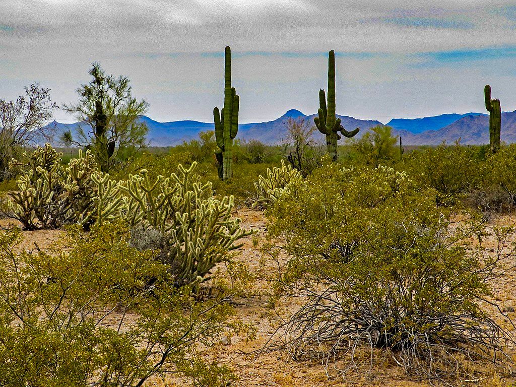 Cacti at Sonoran Desert National Monument