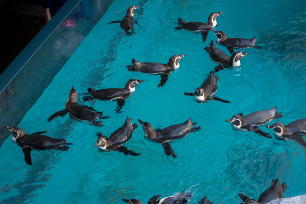 Penguins in Nagasaki Penguin Aquarium