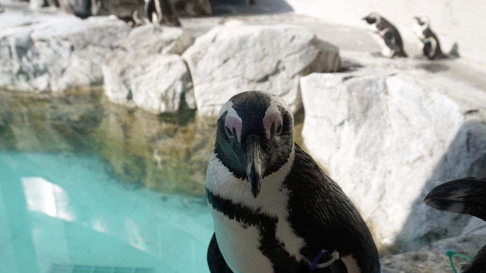 A Penguin in Nagasaki Penguin Aquarium
