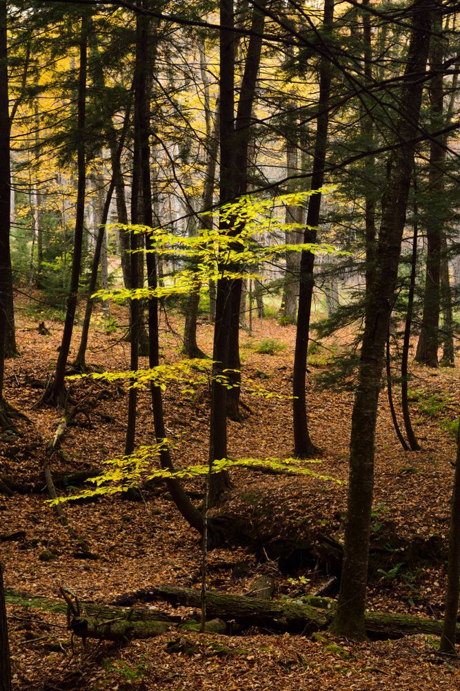 Trees at Marsh-Billings-Rockefeller National Historic Park