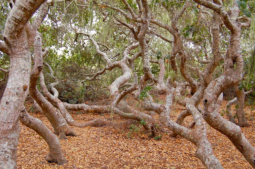 Pygmy oak forest at El Morro Elfin Forest