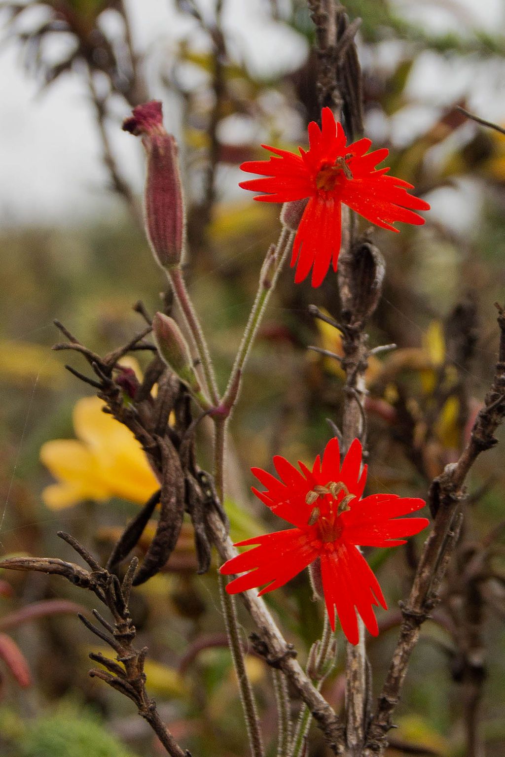 Vibrant flowers at El Morro Elfin Forest