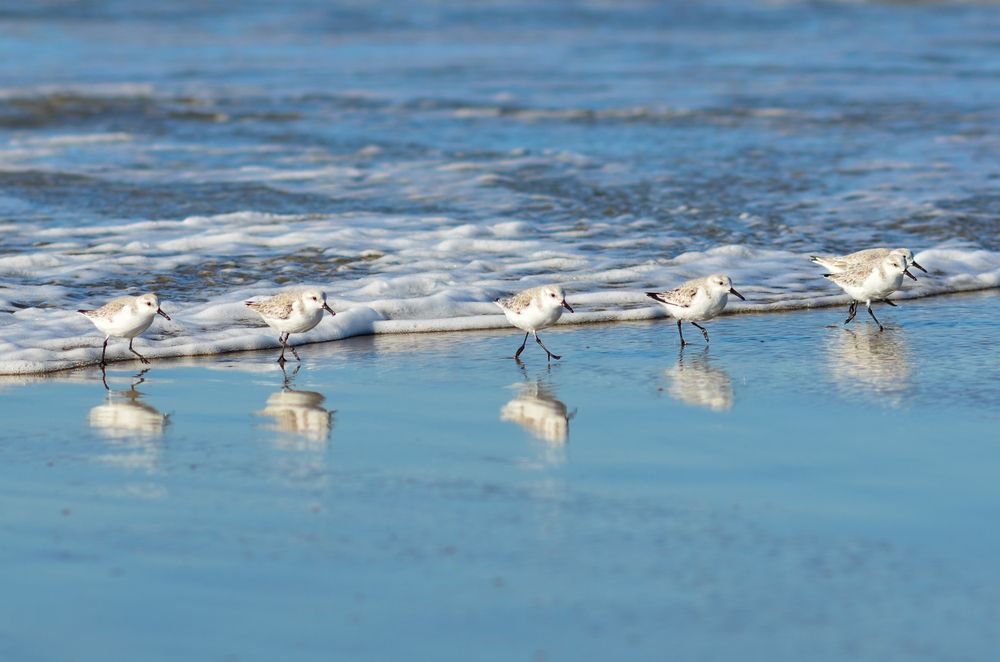 Birds on the shore of Morro Strand State Beach