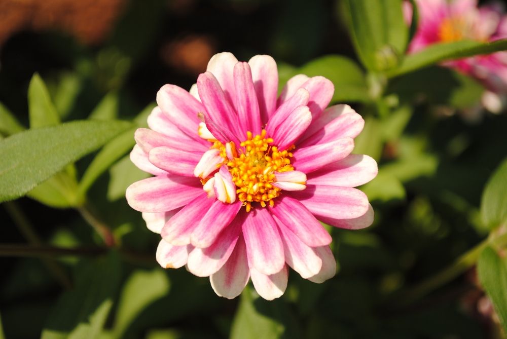 A pretty flower at Brookside Gardens