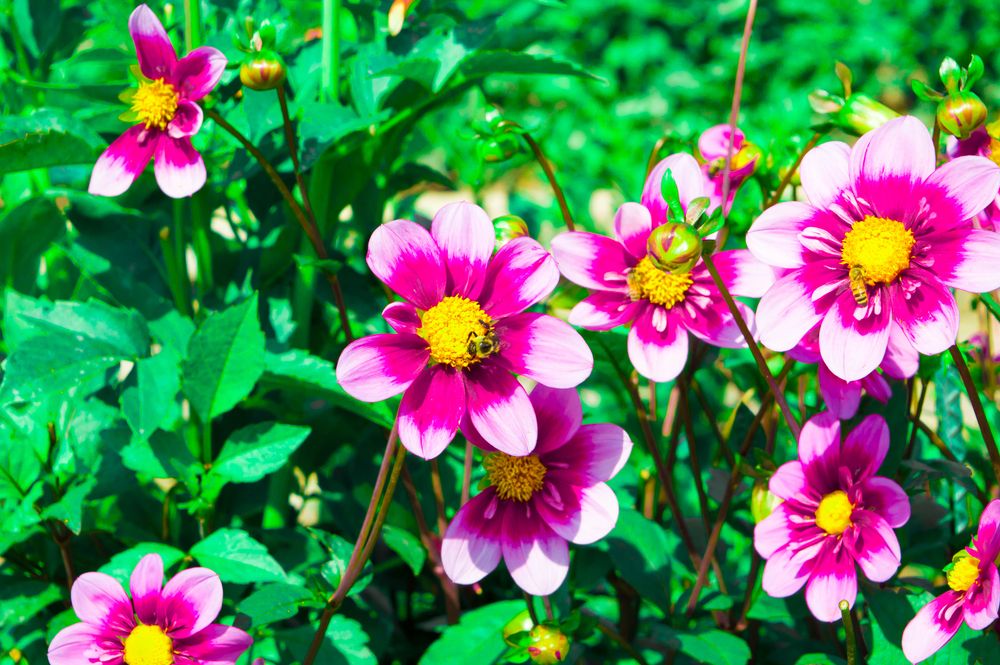 Vibrant dahlias at Dahlia Hill