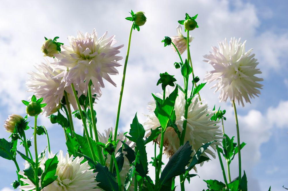 White dahlias at Dahlia Hill