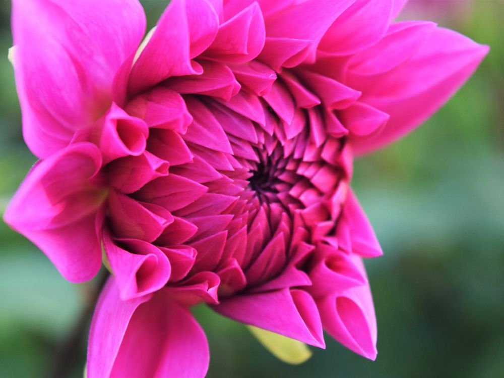Bright dahlia at Dahlia Hill