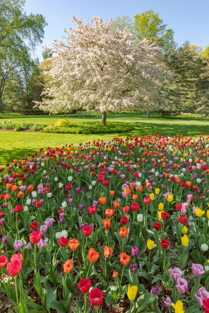 Vibrant tulips at Dow Gardens
