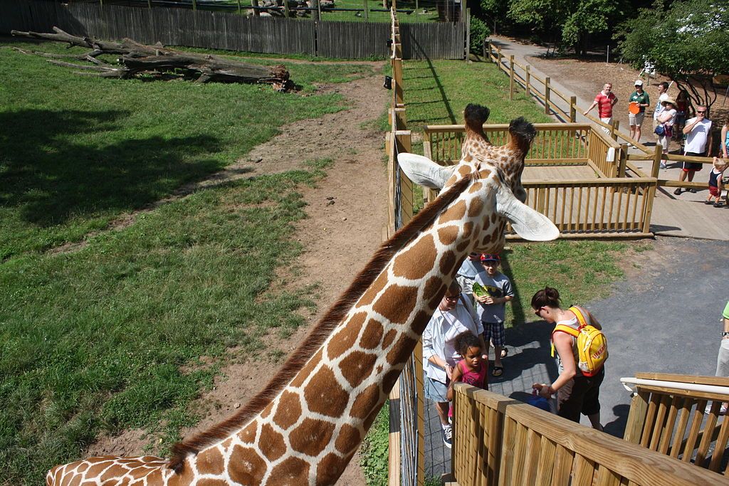 A giraffe at Elmwood Park Zoo