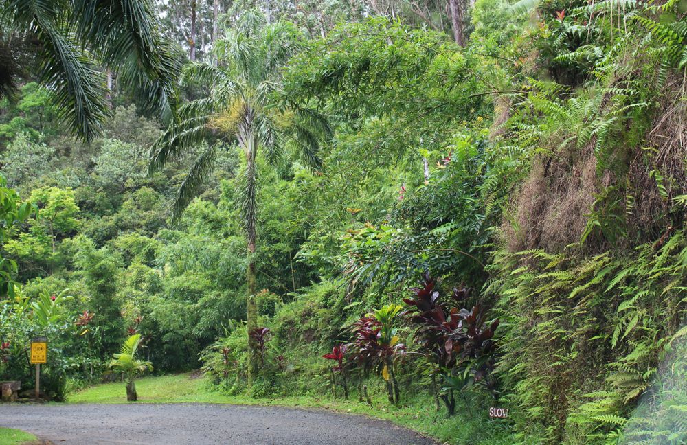 Lush greenery at Garden of Eden Arboretum