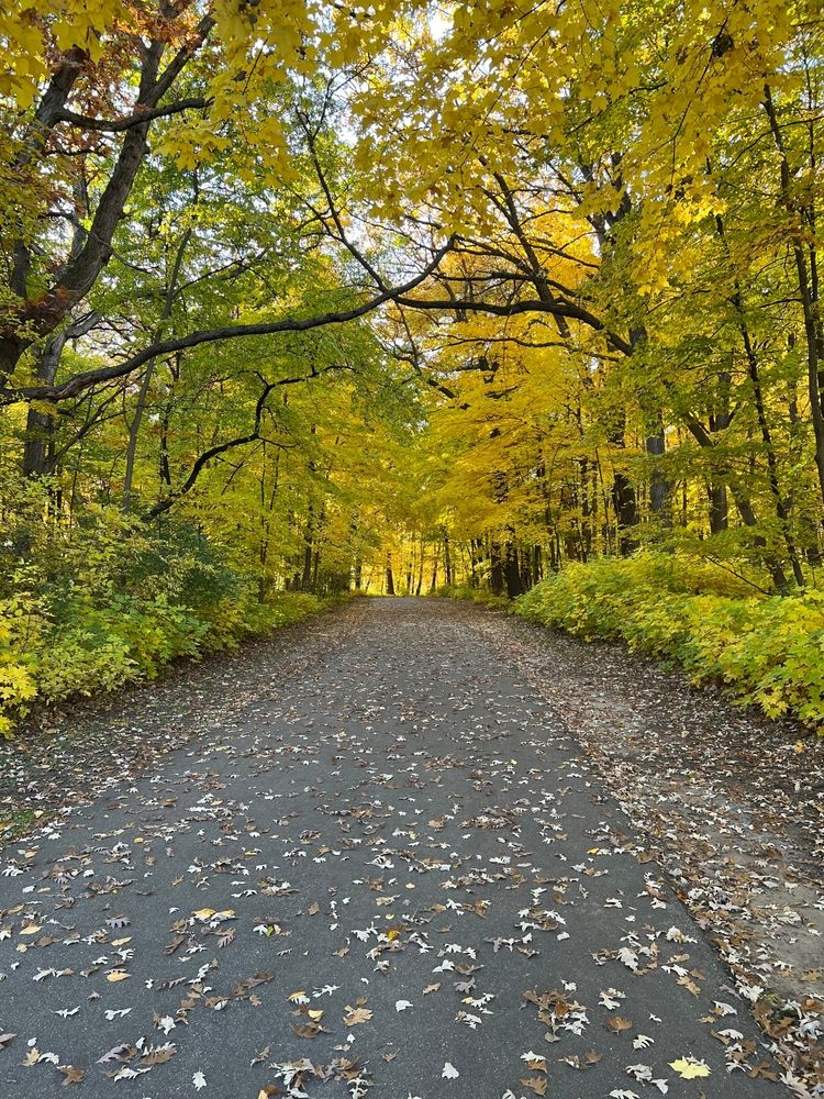 Trail with foliage at Greenfield Park