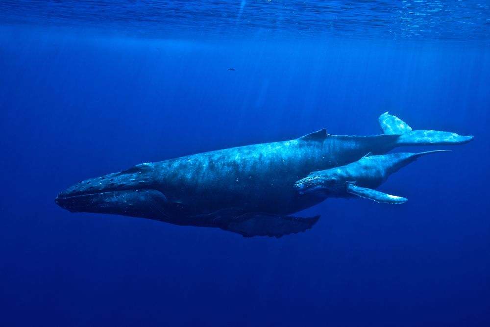 A whale at Hawaiian Islands Humpback Whale National Marine Sanctuary