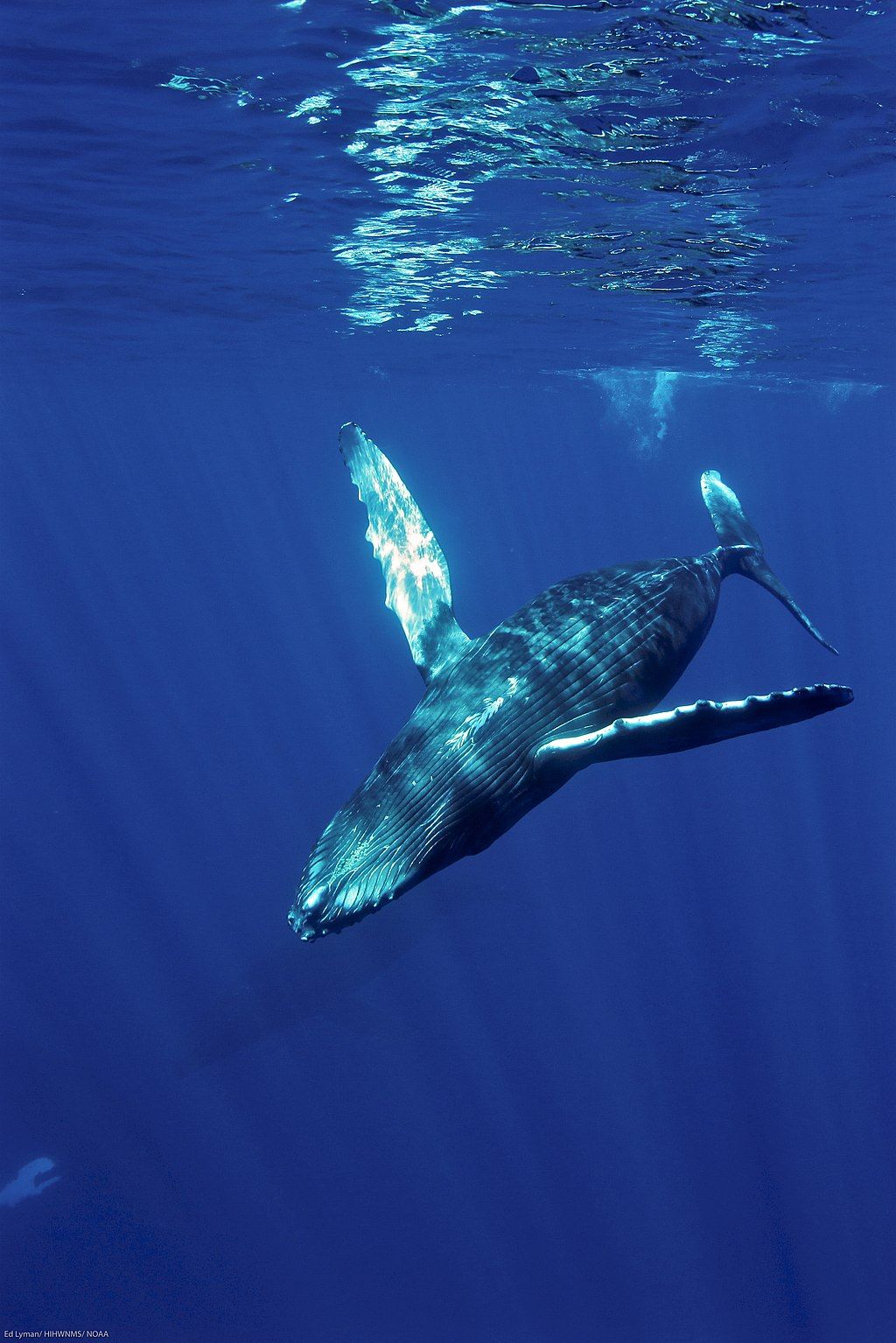 Humpback whale at Hawaiian Islands Humpback Whale National Marine Sanctuary