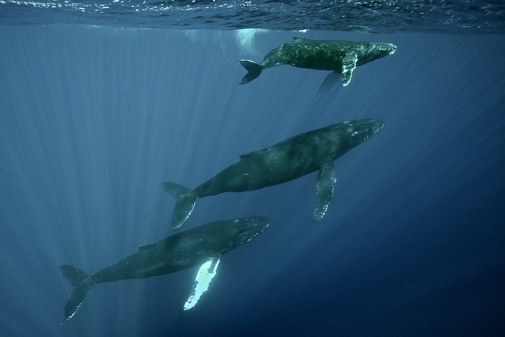 Swimming whales at Hawaiian Islands Humpback Whale National Marine Sanctuary