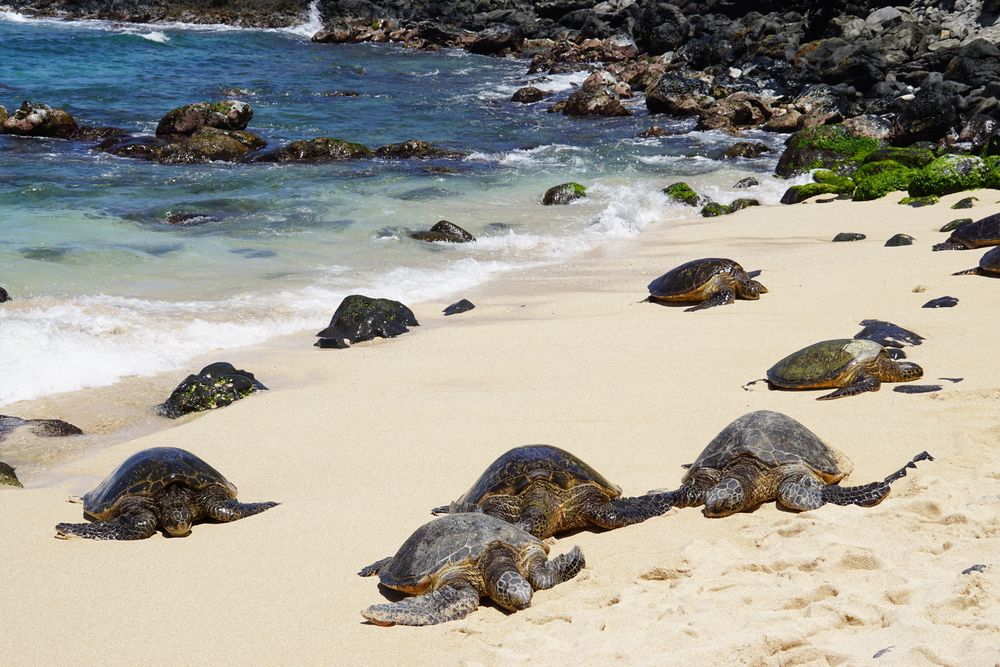 Turtles at Ho’okipa Beach Park